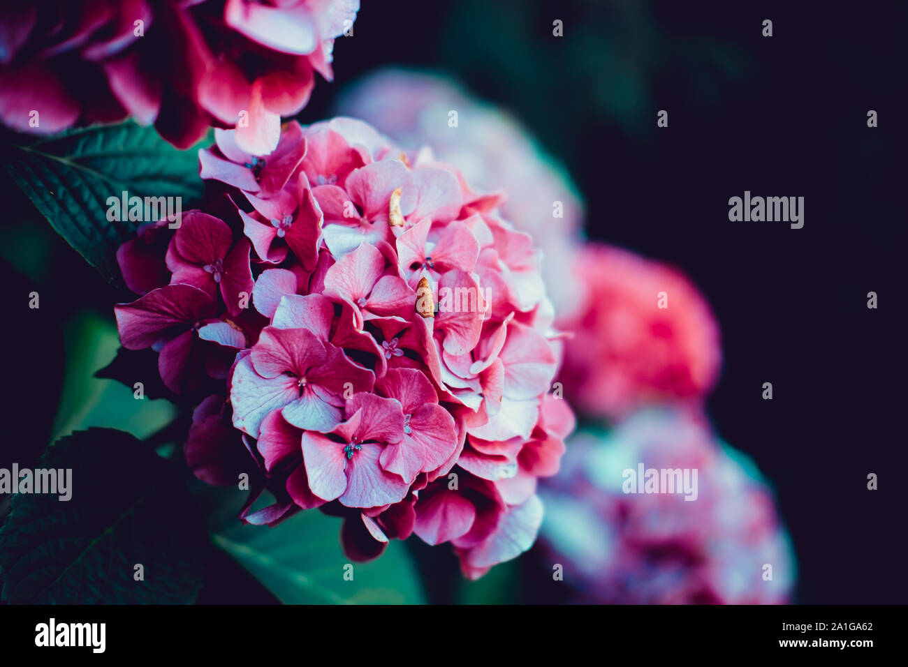 Hydrangea serrata is a species of flowering plant in the family ...