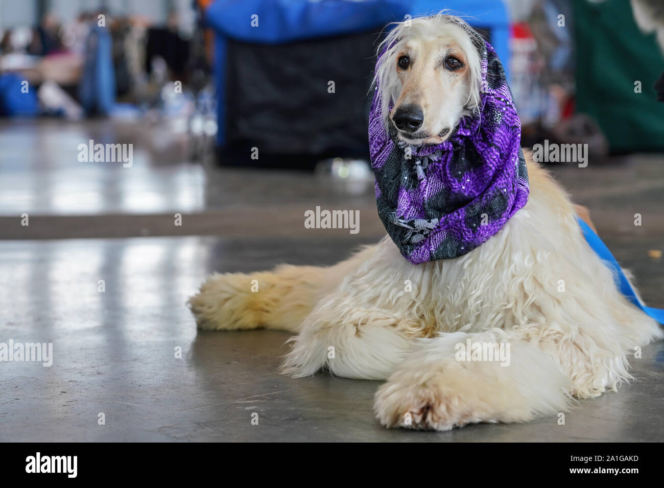 White Borzoi laying on the stone floor indoors, Purple scarf around neck, groomed and ready, waiting at the dog competition Stock Photo
