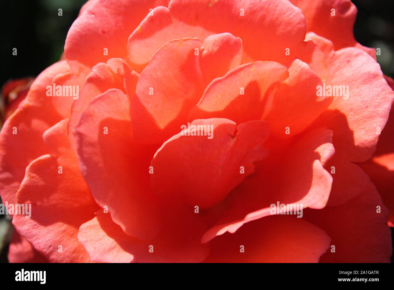 Beautiful Grandiflora Rose 'Candelabra' rose growing in a garden Stock