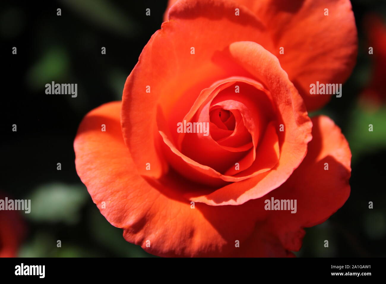 Beautiful Grandiflora Rose 'Candelabra' rose growing in a garden Stock