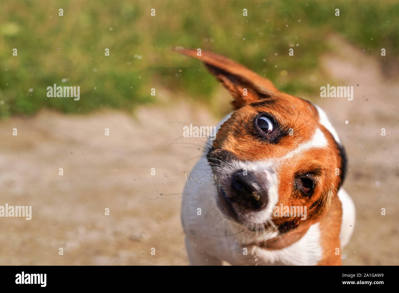 Small Jack Russell terrier dog drying, shaking head to remove water, detail on her face with blurred path and grass in background Stock Photo