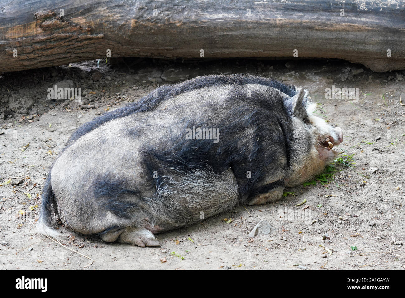 Laying pig hi-res stock photography and images - Alamy