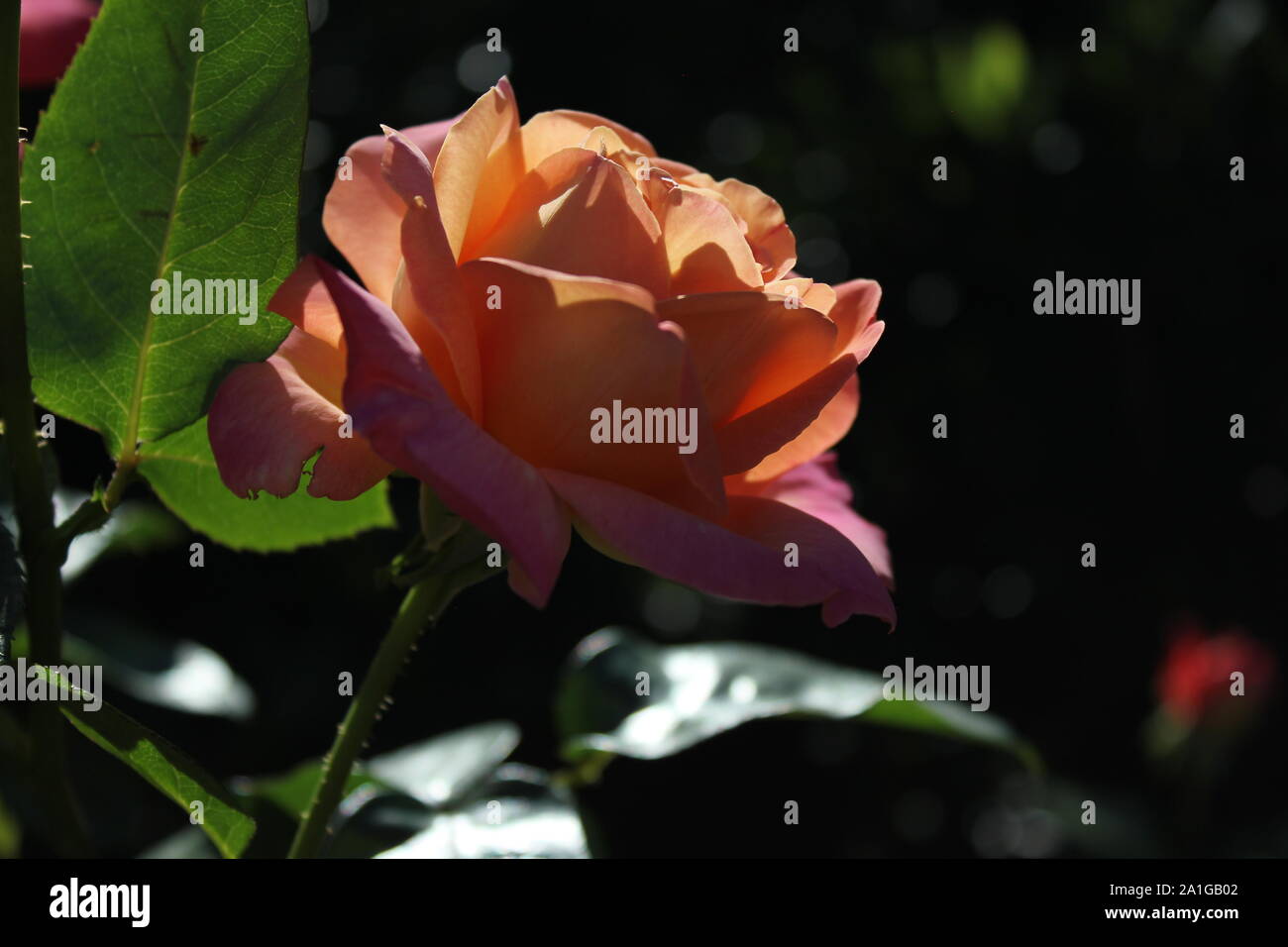 Beautiful Grandiflora Rose 'Candelabra' rose growing in a garden Stock