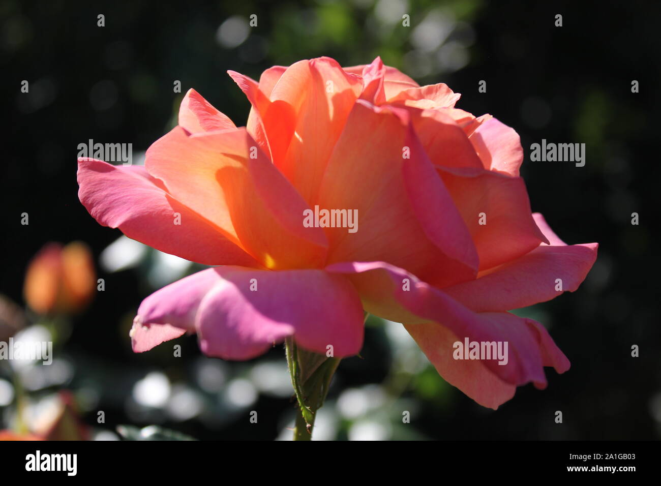 Beautiful Grandiflora Rose 'Candelabra' rose growing in a garden Stock