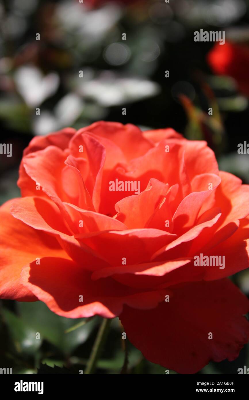 Beautiful Grandiflora Rose 'Candelabra' rose growing in a garden Stock