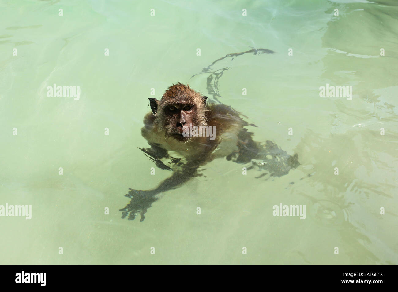 Small crab eating macaque monkey - Macaca fascicularis -swimming in shallow green sea near beach Stock Photo