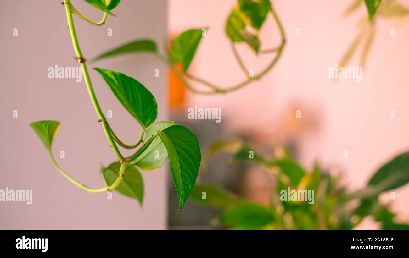 Branch of golden pothos with close-up on a leaf Stock Photo