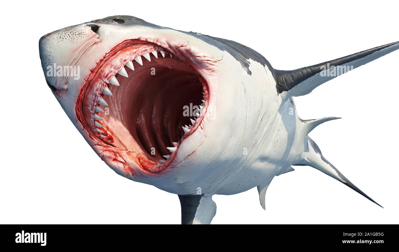 White shark marine predator with big open mouth and teeth. 3D rendering  Stock Photo - Alamy