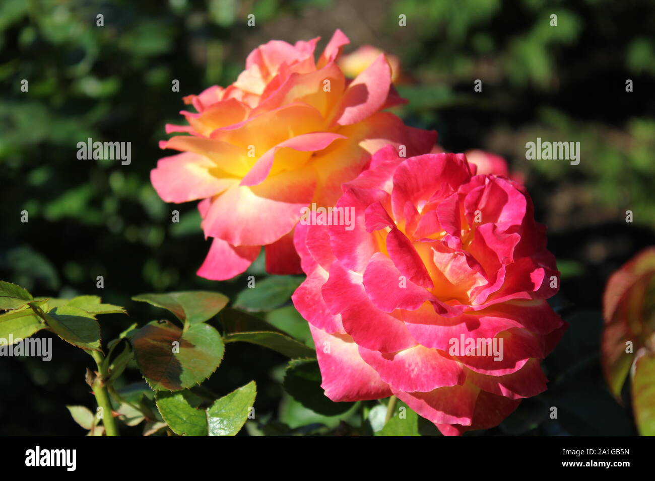 Beautiful tea rose growing in a garden Stock Photo - Alamy