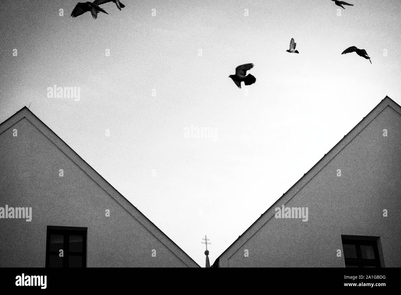 Pigeons in church hi-res stock photography and images - Alamy