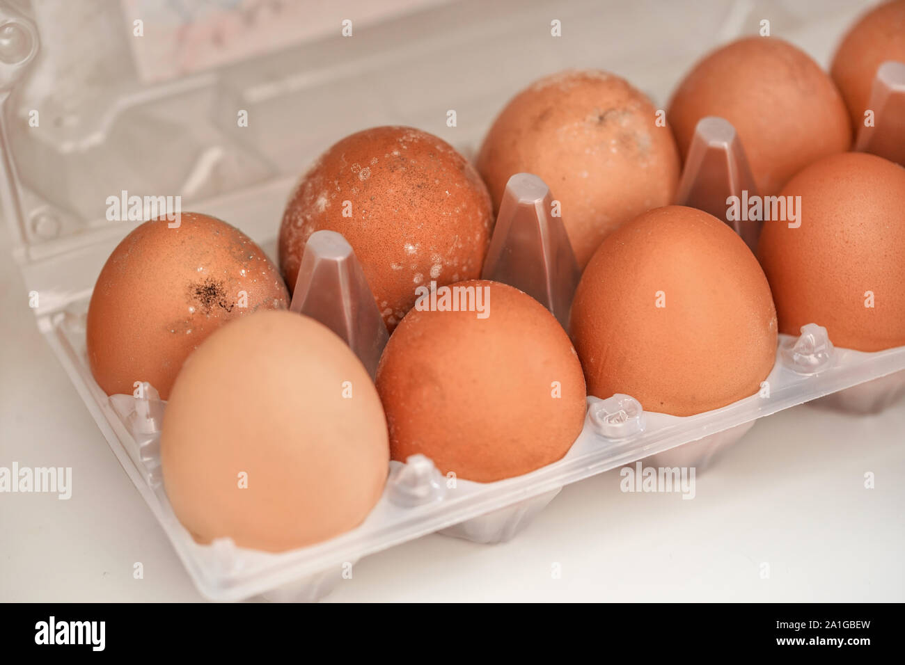Mildew growing on rotten eggs stored in wet fridge for long time. Mouldy food gone bad Stock Photo