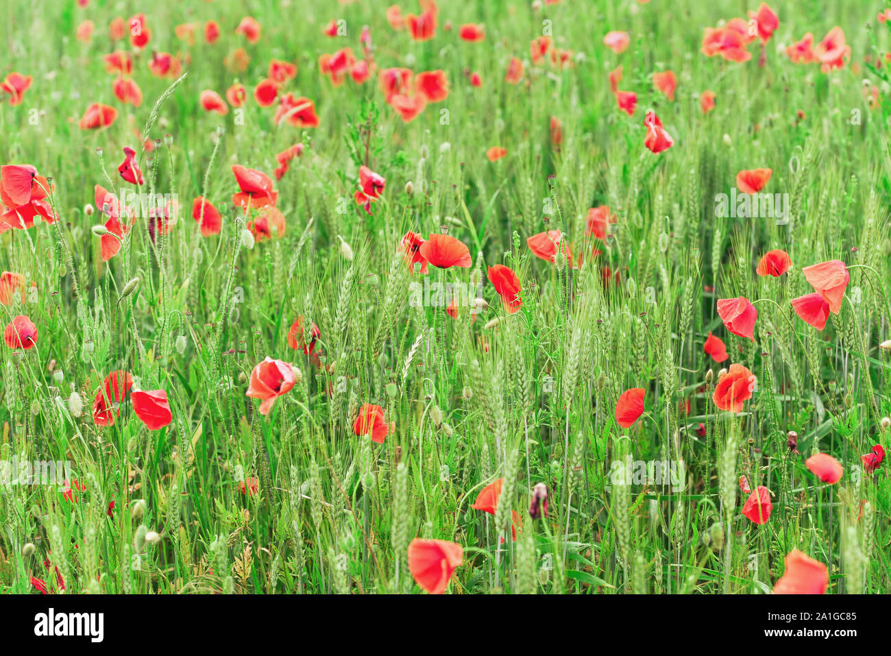Bright red poppies growing in unripe green wheat field, abstract spring ...
