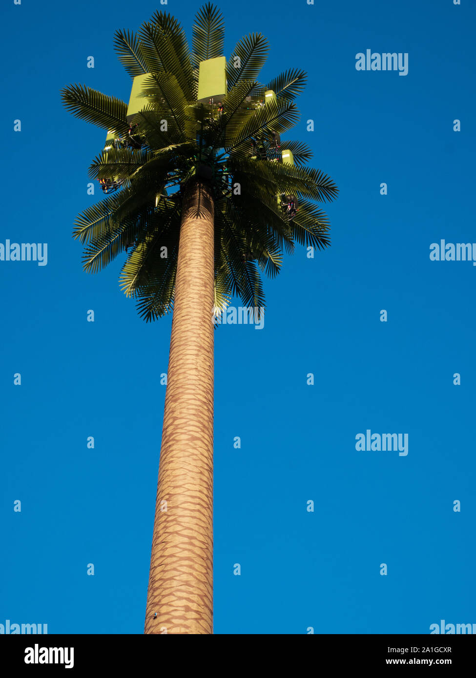 View Up Fake Palm tree cell phone tower Stock Photo Alamy