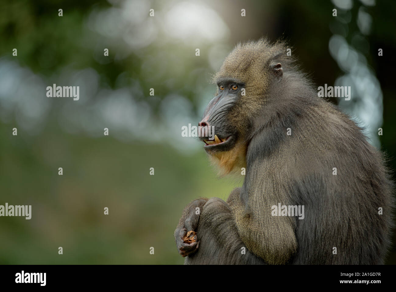 Close up of sitting Mandrill monkey Stock Photo