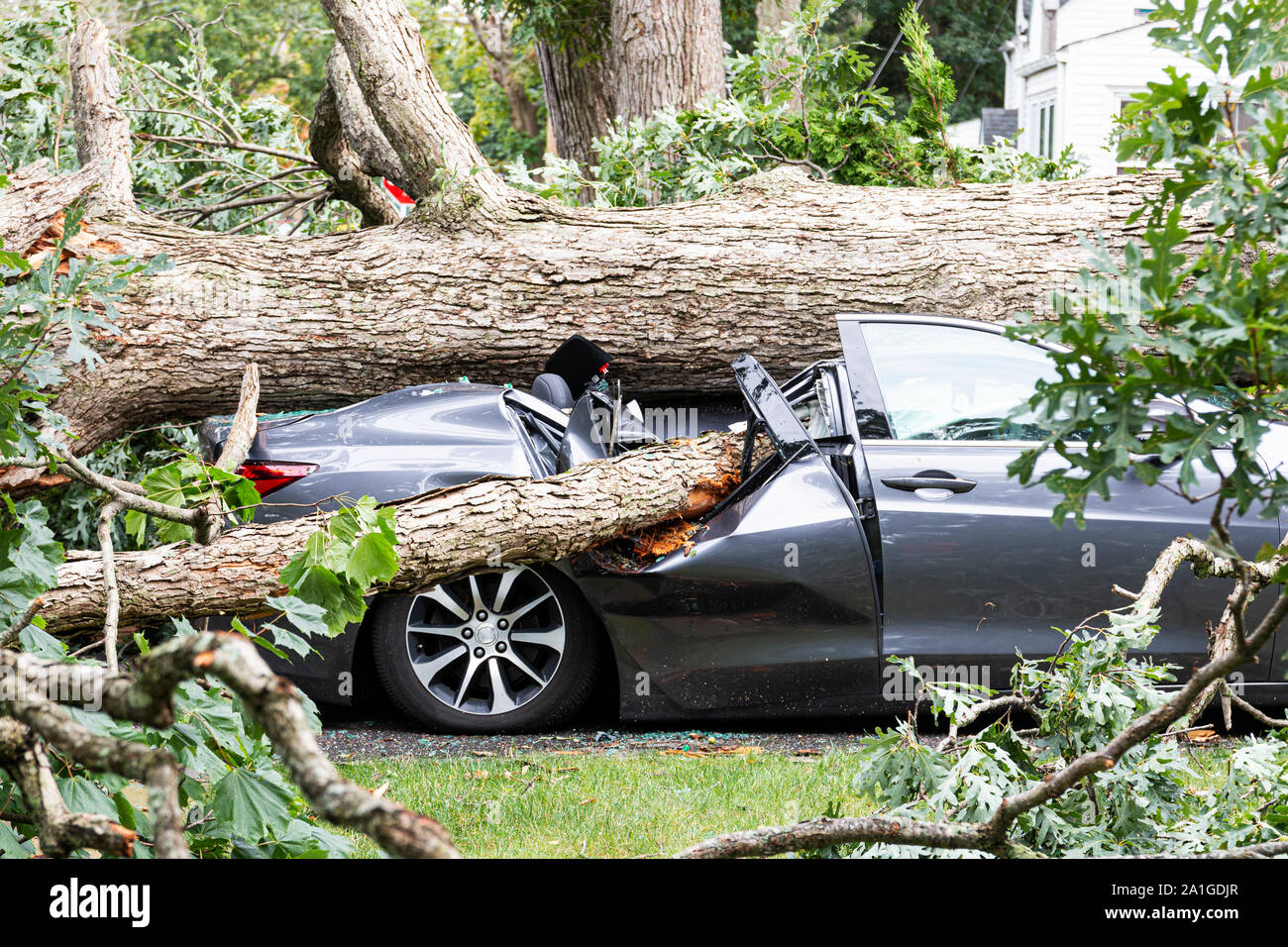 Tree Falls On Car Roof