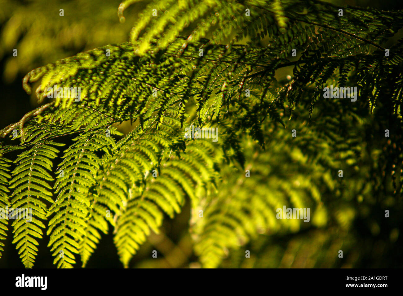 Forest fern plant hi-res stock photography and images - Alamy