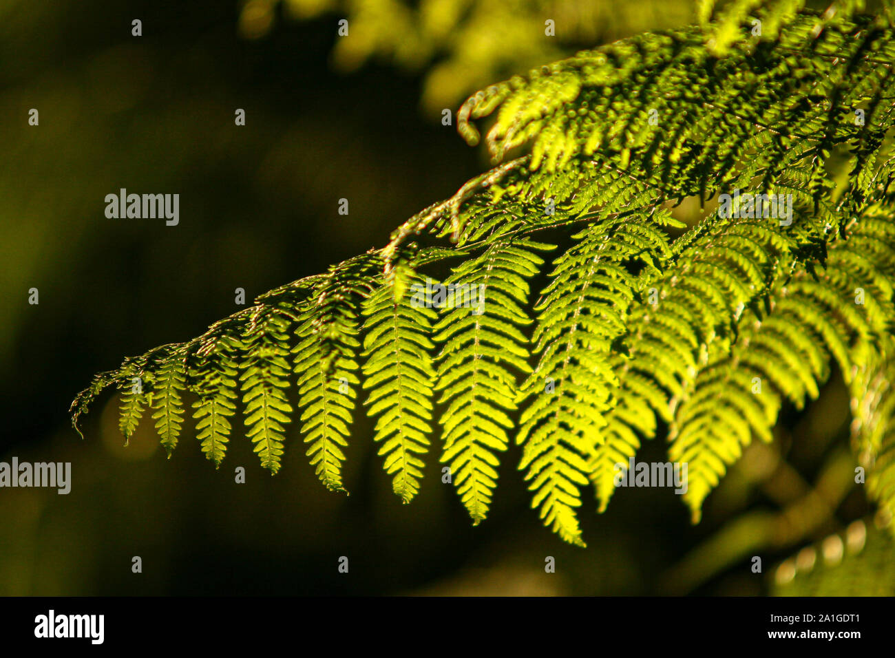 Leaves wild fern close hi-res stock photography and images - Alamy