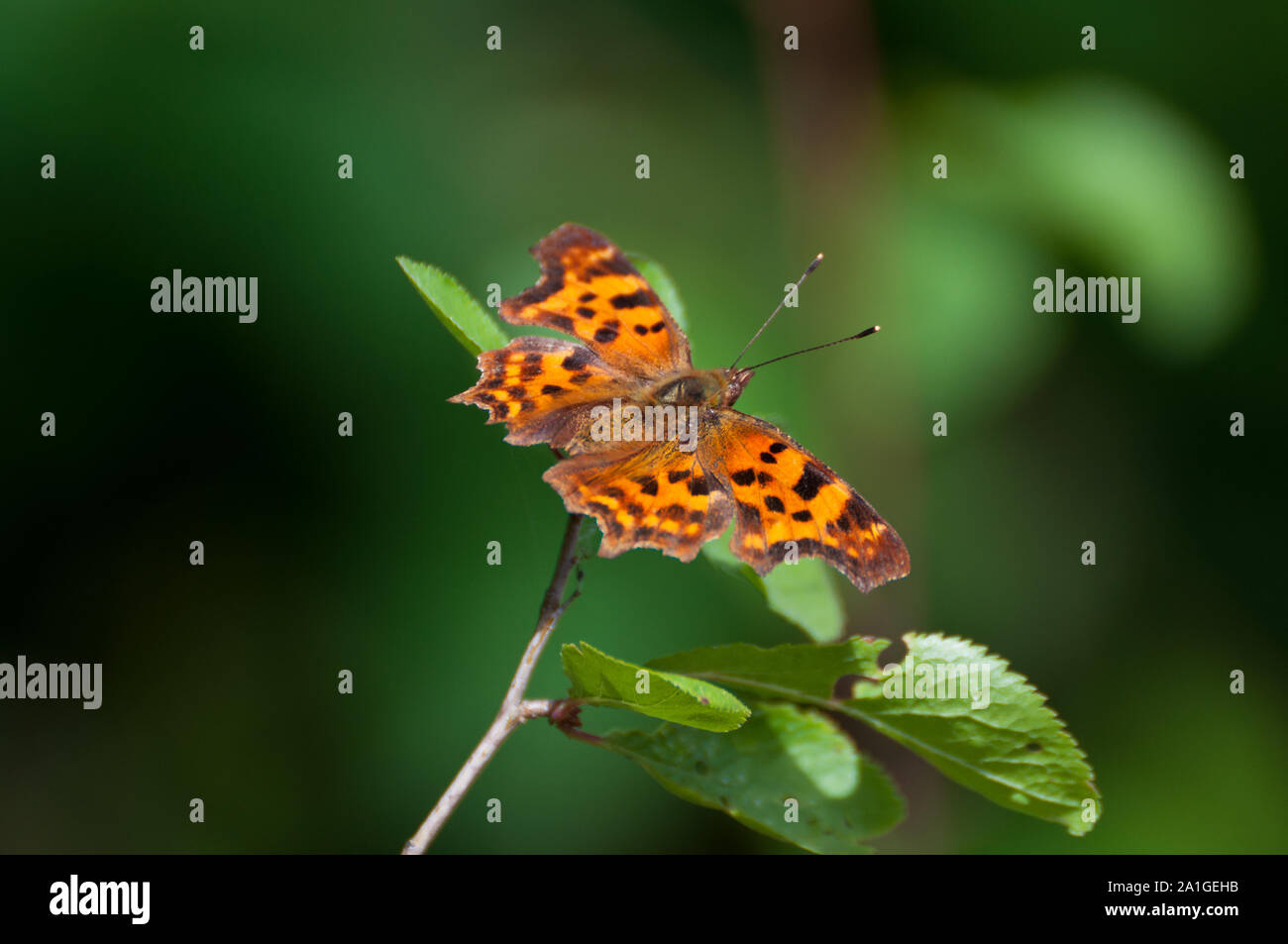 Horizontal comma hi-res stock photography and images - Alamy