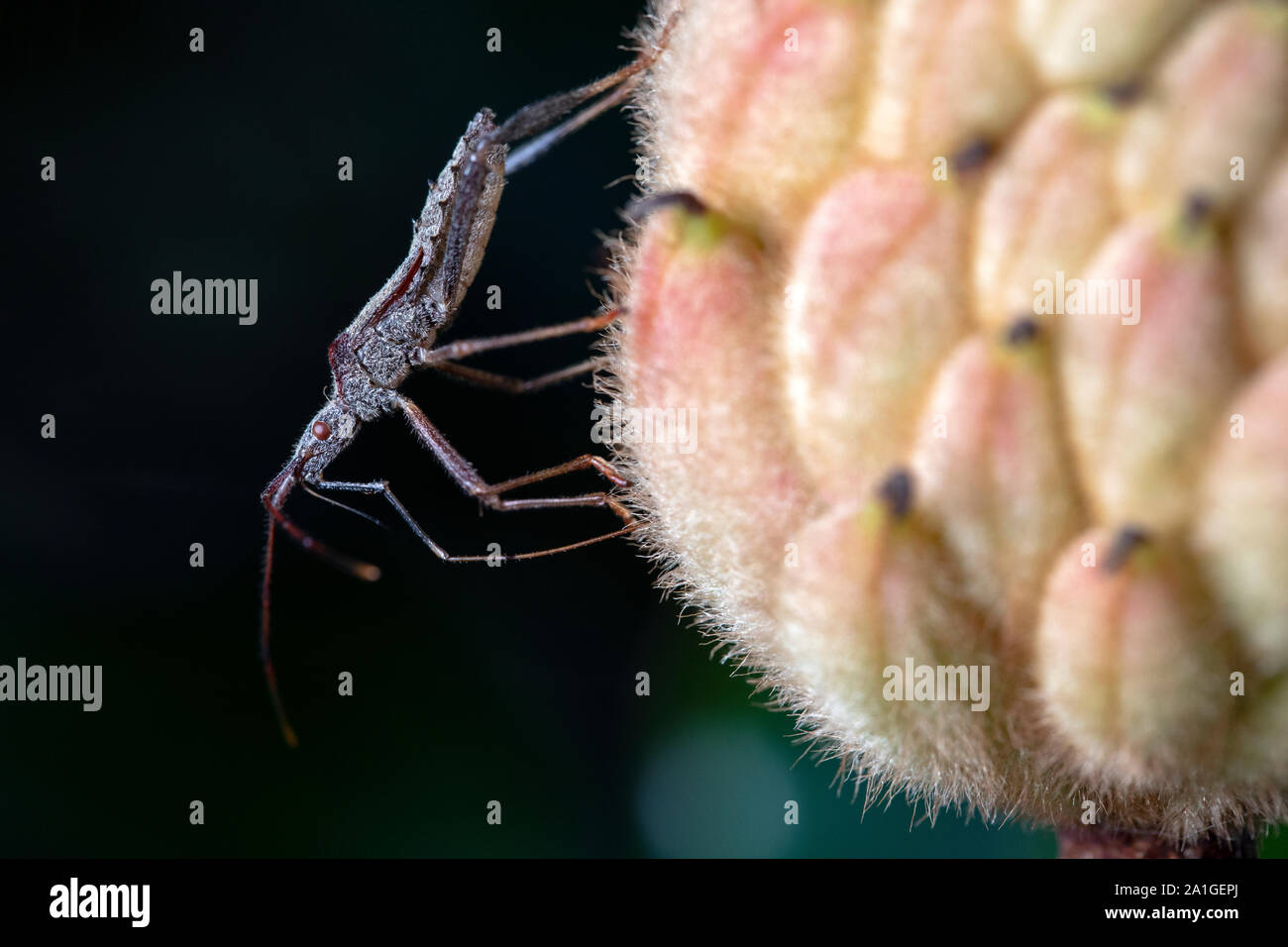 Close- up of assassin bug species on magnolia seed pod - Penrose, near Brevard, North Carolina, USA Stock Photo