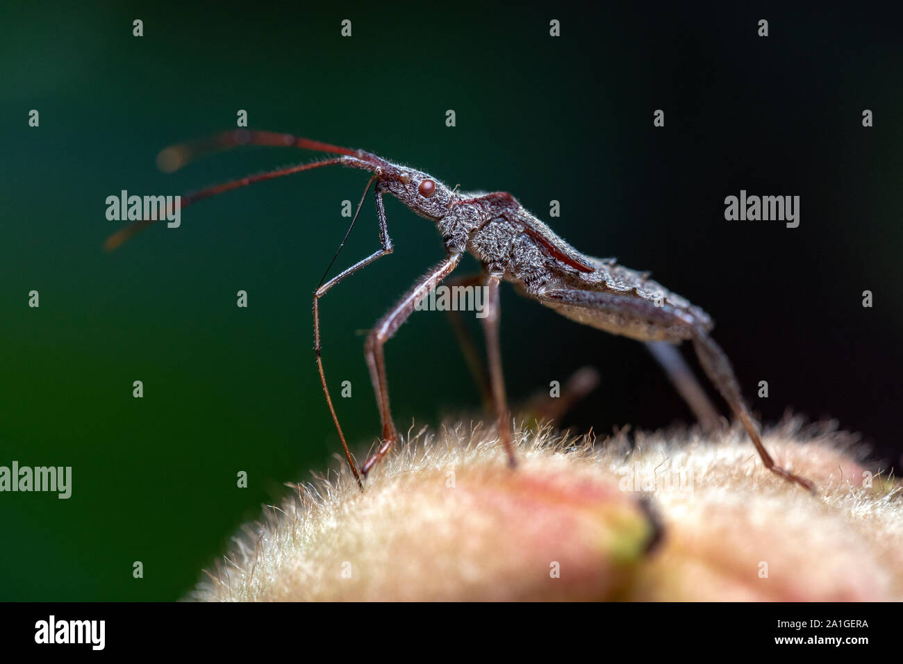 Close up of assassin bug species on magnolia seed pod Penrose, near Brevard, North Carolina
