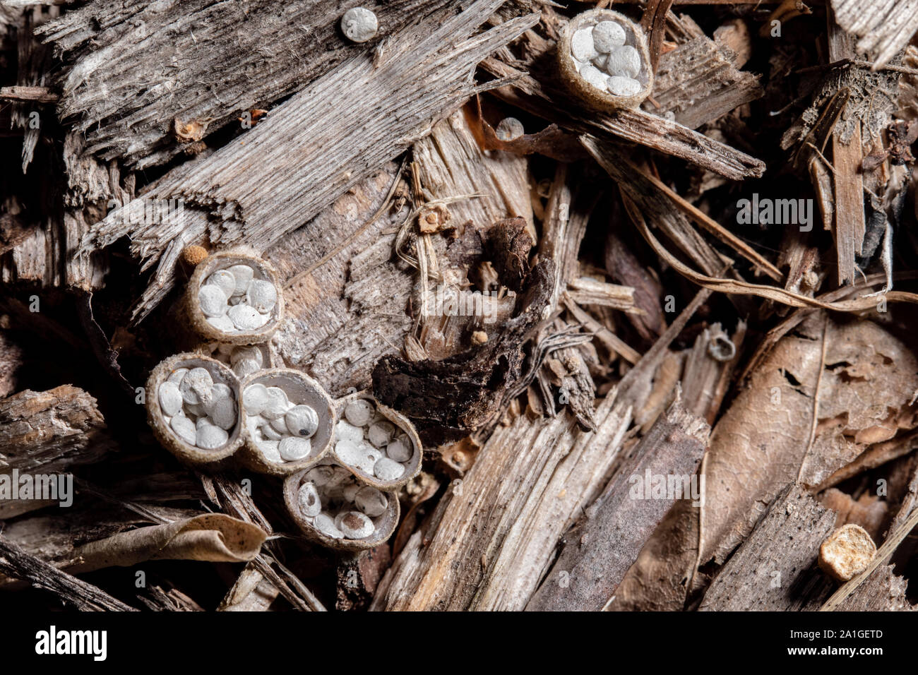 Close-up of bird's nest fungi on bark mulch - Penrose, near Brevard, North Carolina, USA Stock Photo