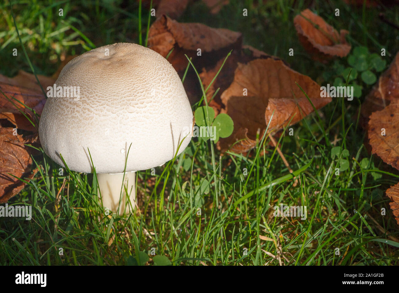 Agaricus mushroom hi-res stock photography and images - Page 26 - Alamy