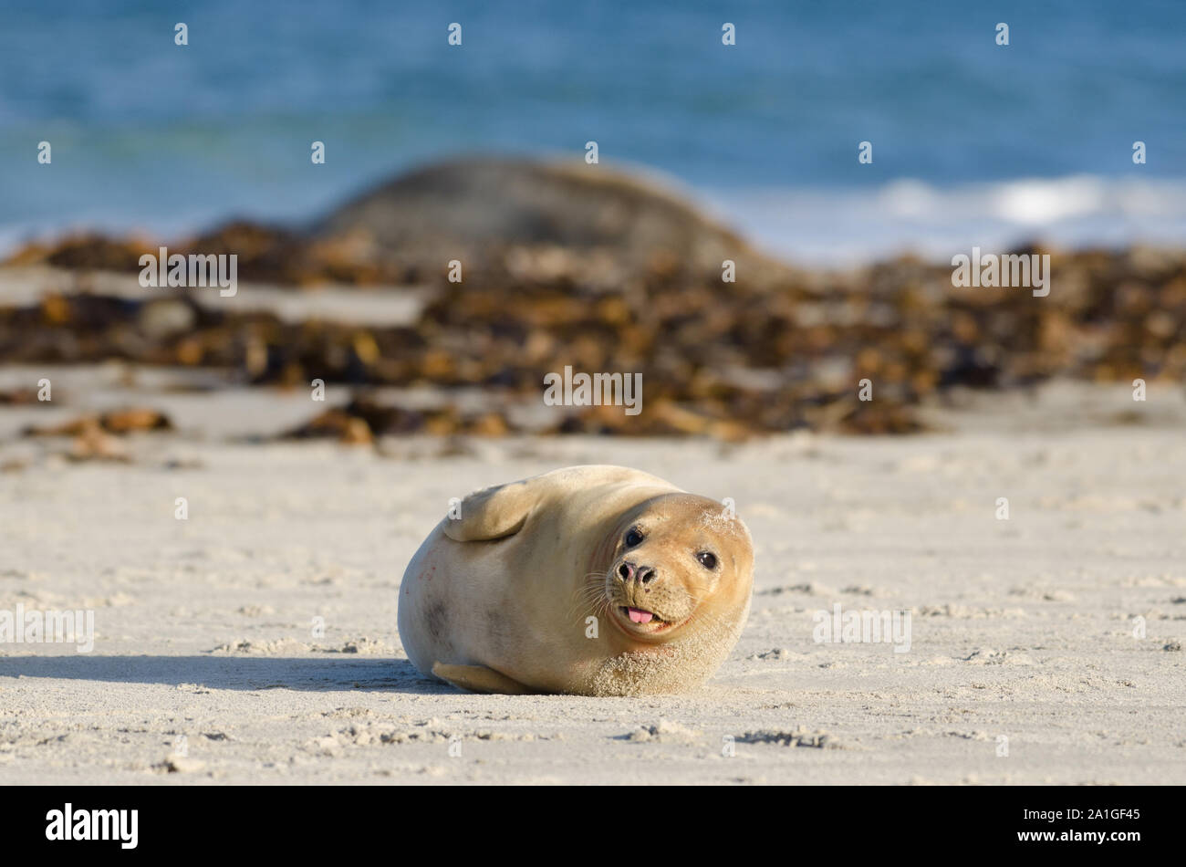 Seal on beach Stock Photo Alamy