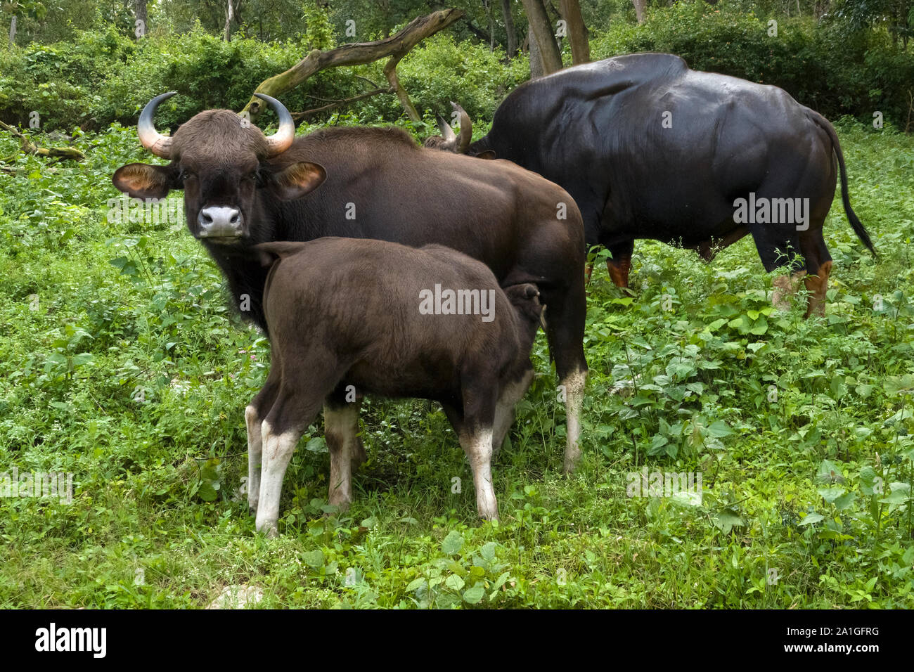 The gaur, also called the Indian bison, is the largest extant bovine, herd of Indian gaurs in an animal reserve. Indian gaur family, calf feeding milk Stock Photo - Alamy The gaur, also called the Indian bison, is the largest extant bovine, herd of Indian gaurs in an animal reserve. Indian gaur family, calf feeding milk Stock Photo - Alamy