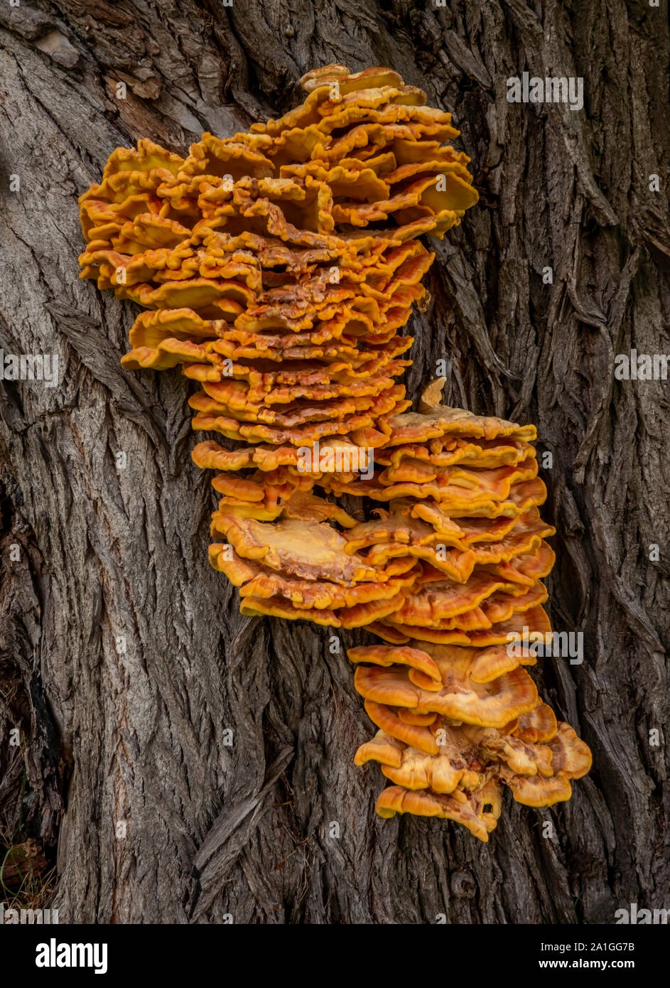 Huge Fungus Grown on Tree Stock Photo