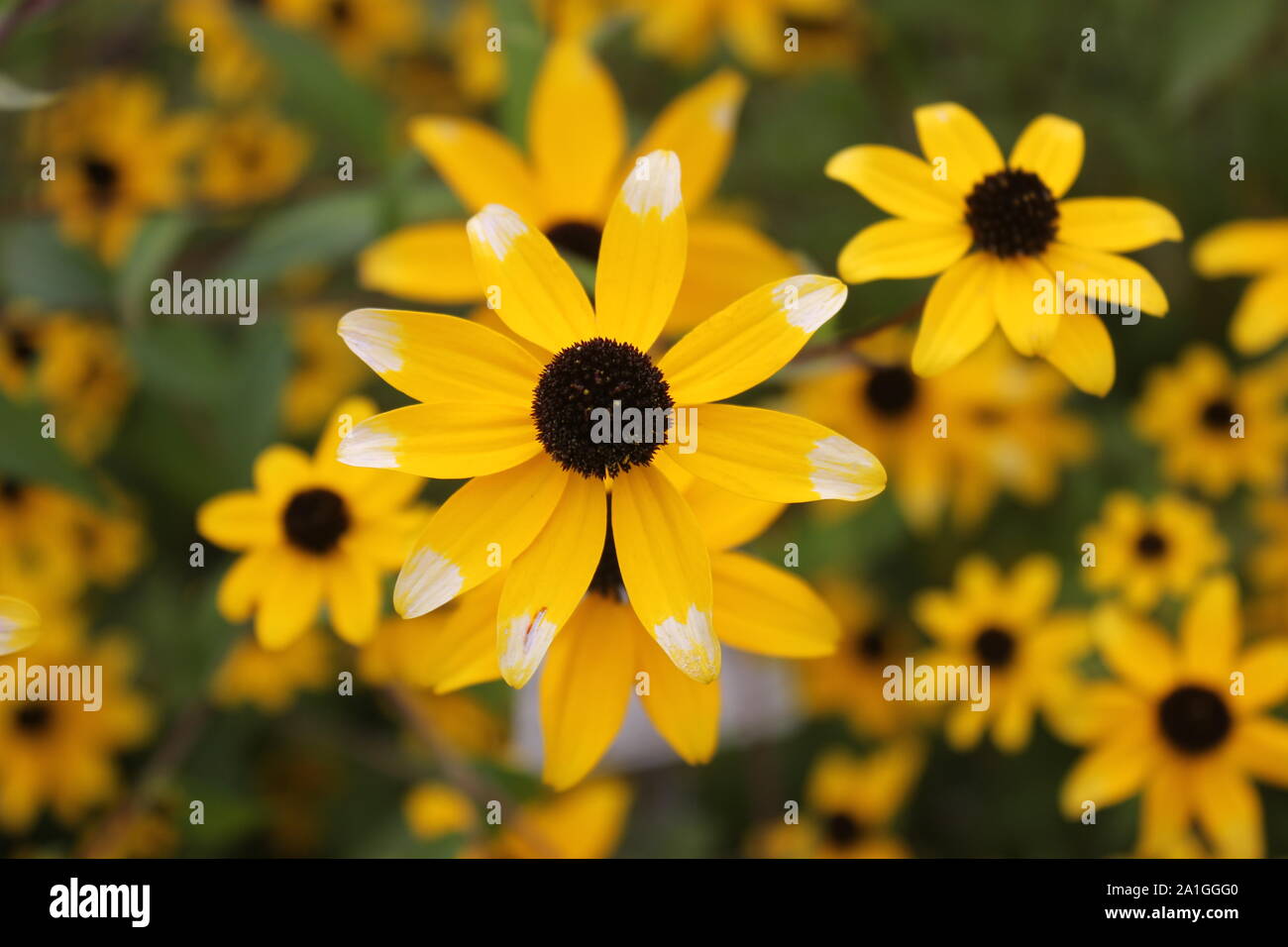 Yellow sun hat, Echinacea, medical plant for stabilizing immune system. Group of flowers. Focus in the center. Stock Photo