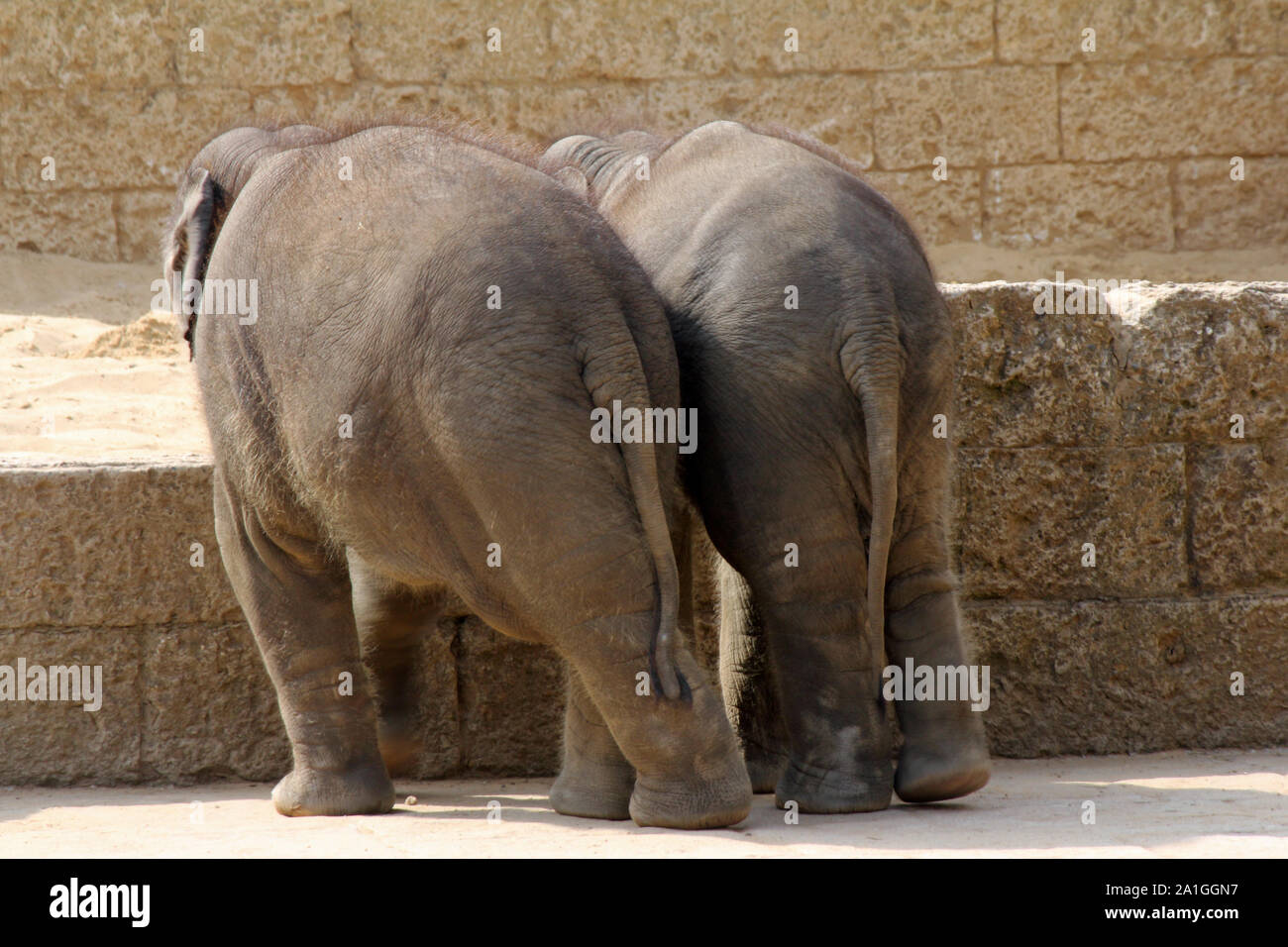 Elephants back, Animals Stock Photo