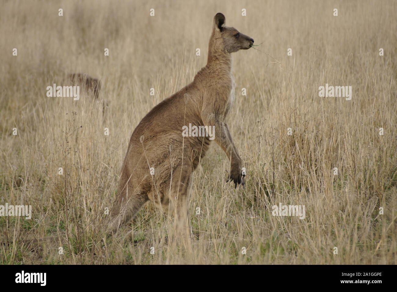 Kangaroos in the fields Stock Photo
