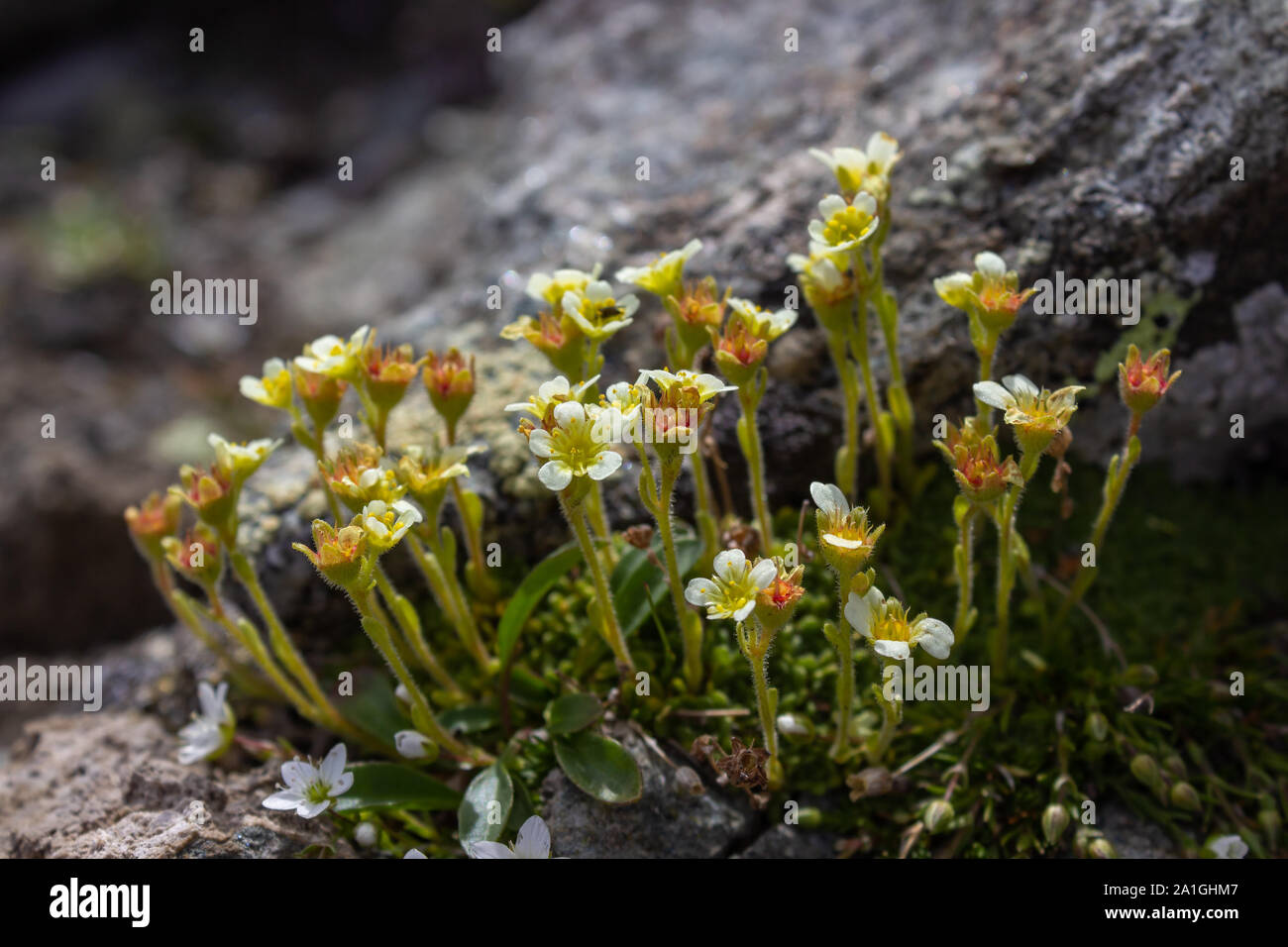 Alpine wild flower Saxifraga exarata (White Musky Saxifrage) at the end of flowering. Low perspective. Aosta valley, Italy Stock Photo