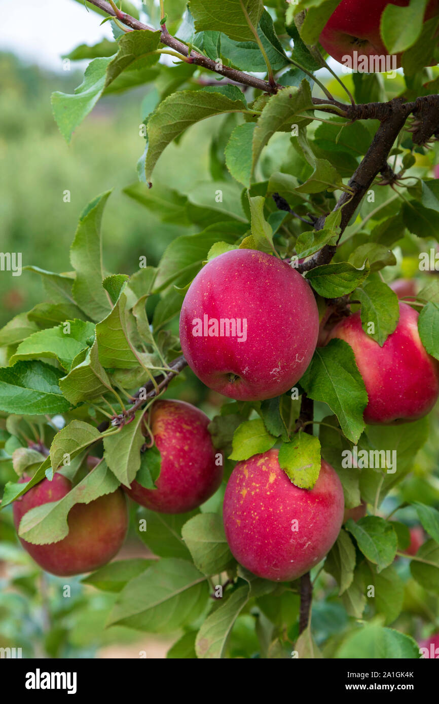 Fuji apple, orchard, Michigan, USA, by James D Coppinger/Dembinsky