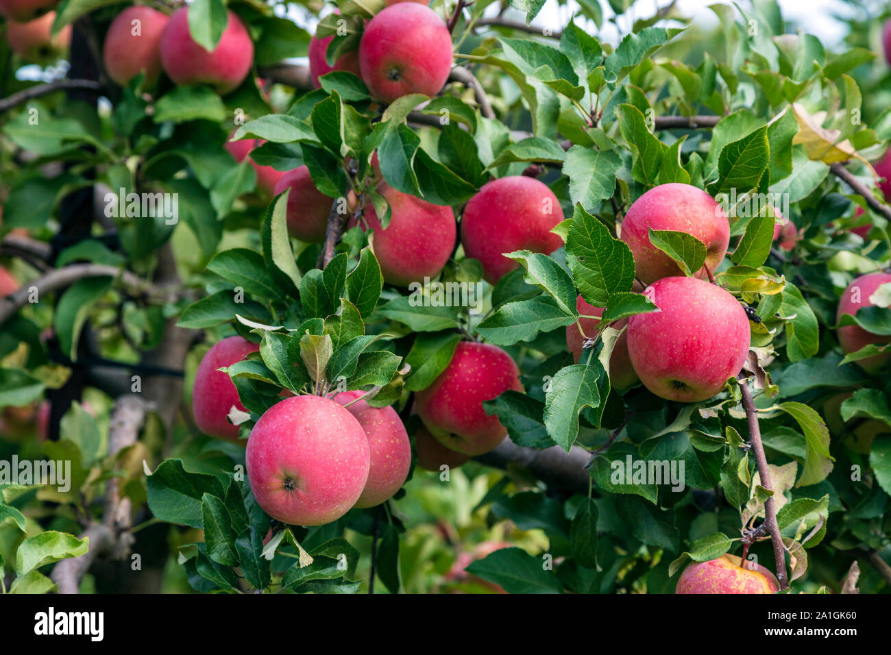 Fuji apple, orchard, Michigan, USA, by James D Coppinger/Dembinsky