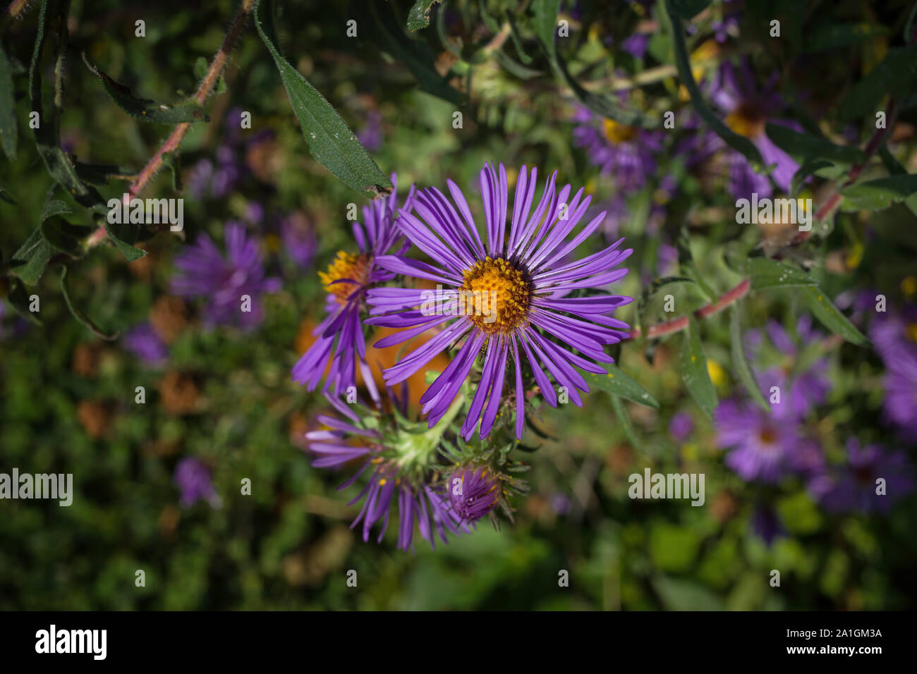 New England aster in an early autumn garden. Known as Symphyotrichum novae-angliae, hairy Michaelmas-daisy, or Michaelmas daisy. Stock Photo