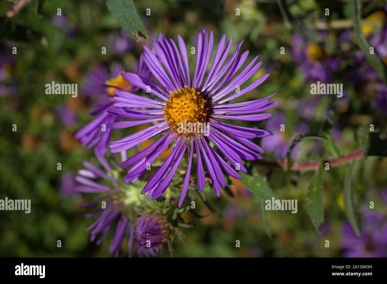 New England aster in an early autumn garden. Known as Symphyotrichum novae-angliae, hairy Michaelmas-daisy, or Michaelmas daisy. Stock Photo