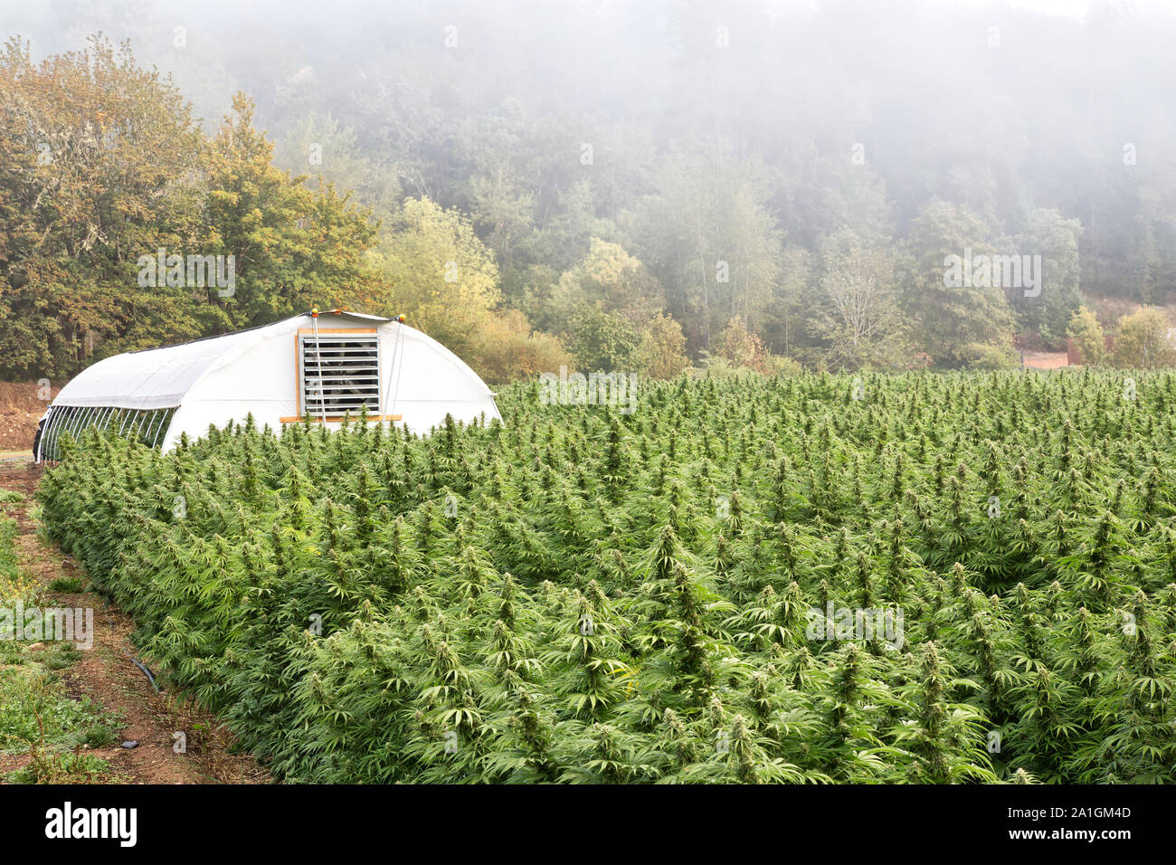 Overlooking maturing hemp farm with tunnel, 'Lifter' strain, Cannabis sativa , organic farm,  foggy morning light. Stock Photo