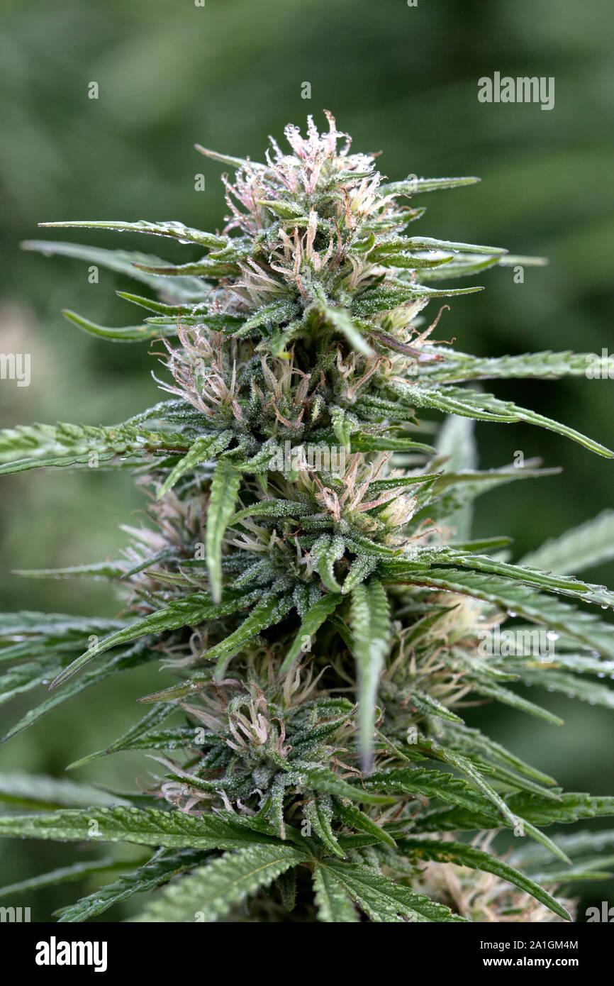 Bigfoot passing through Organic Hemp field 'Lifter' strain 'Cannabis  sativa', pm light Stock Photo - Alamy