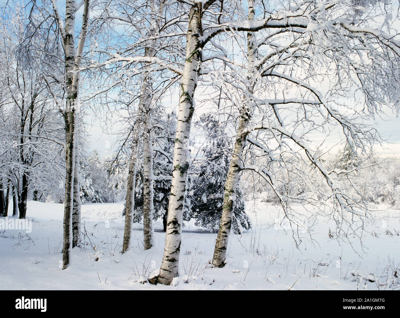 New Hampshire birch trees in snow - USA Stock Photo