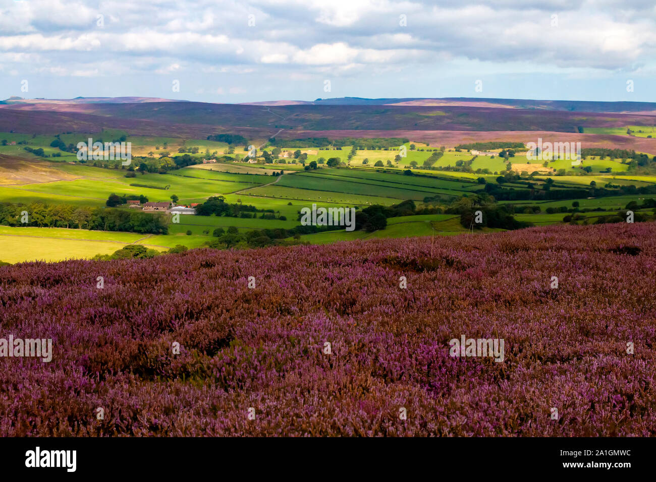 Stunning English countryside in the Yorkshire Moors area. In the foreground, heather grows in abundance Stock Photo