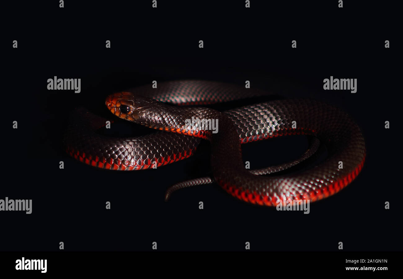 Red-bellied Black Snake Pseudechis porphyriacus Australian venomous elapid on black background Stock Photo