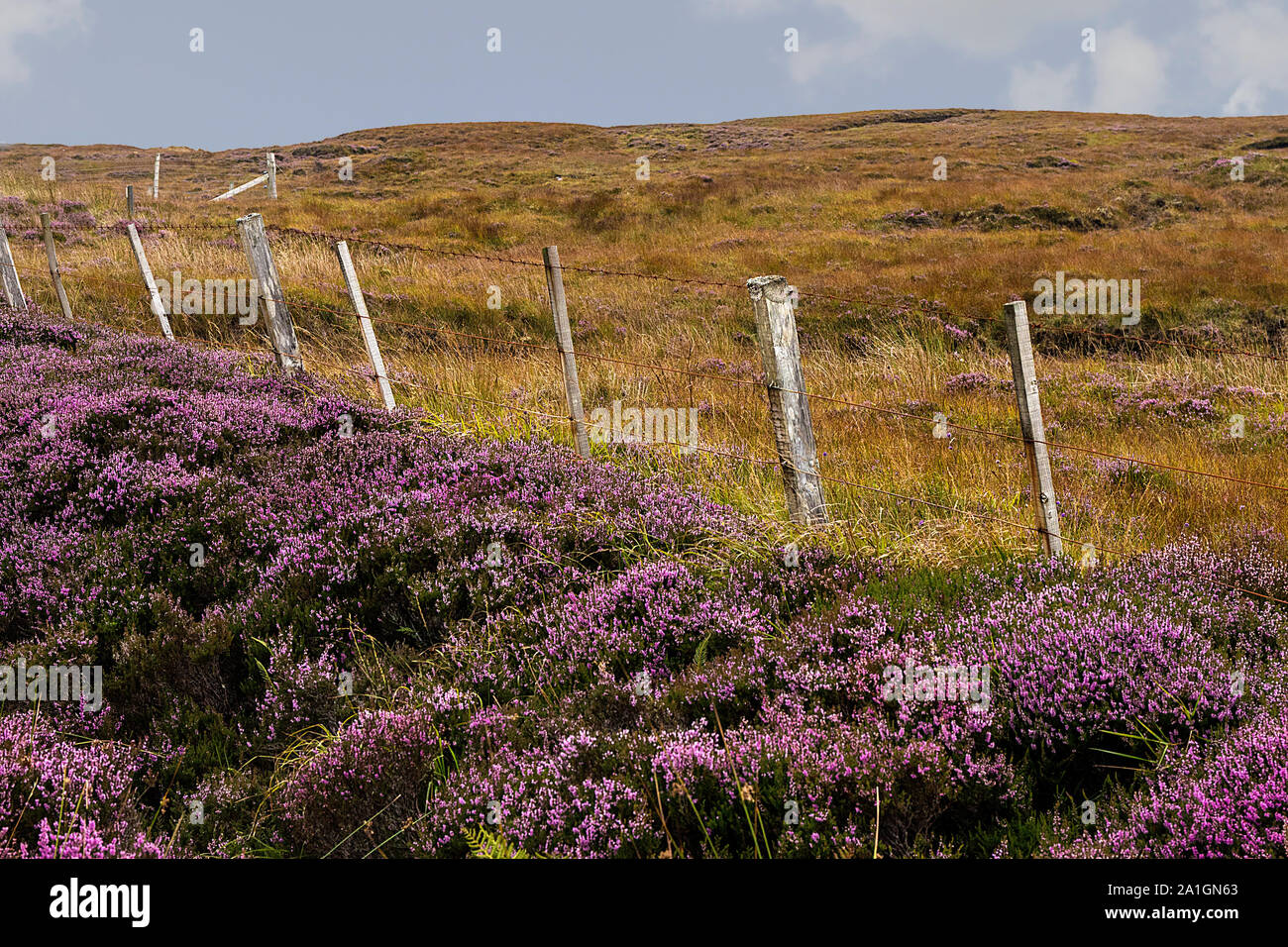 Fields of heather abound in the Yorkshire Moors, of England Stock Photo