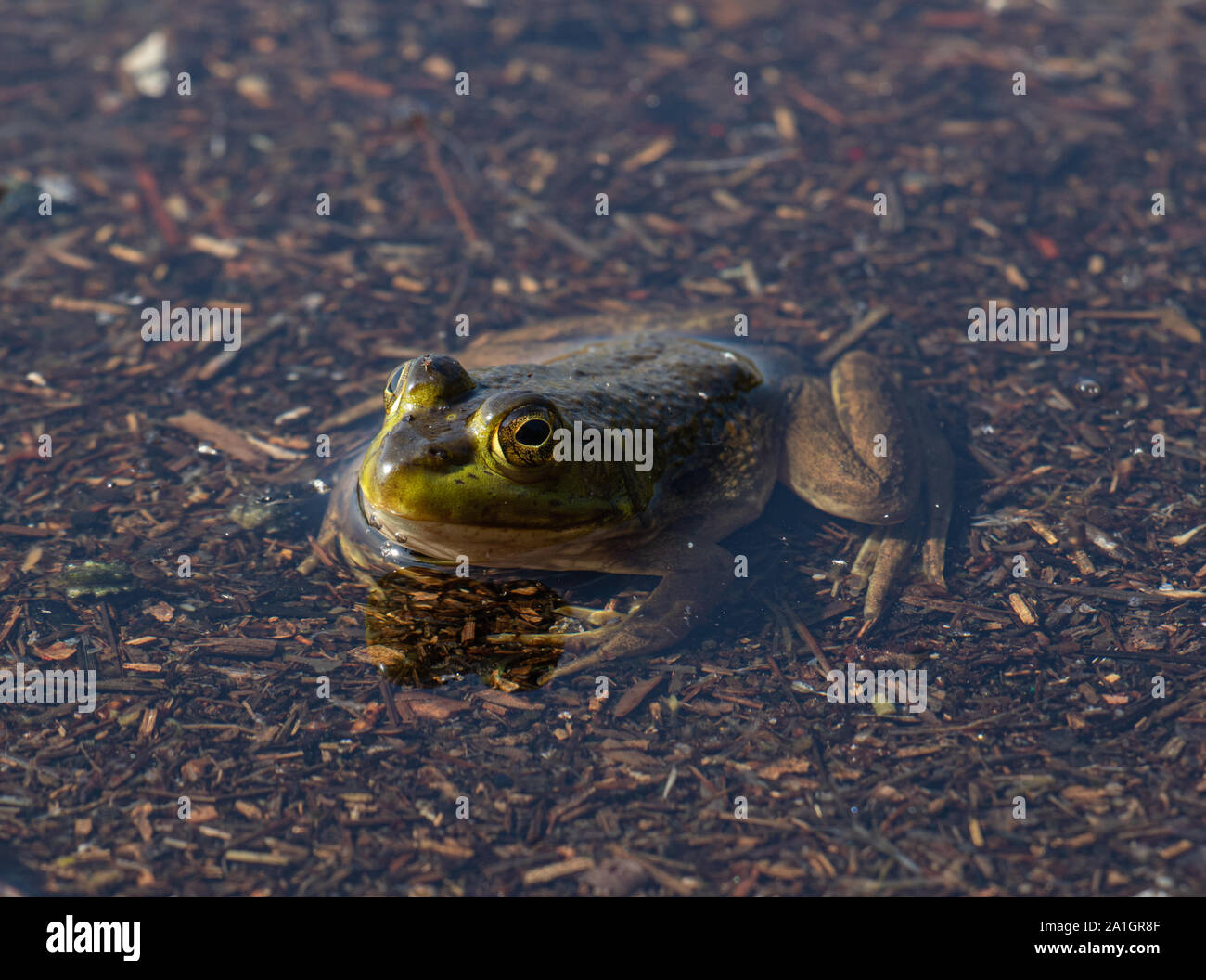 American Bullfrog or Lithobates catesbeianus Stock Photo
