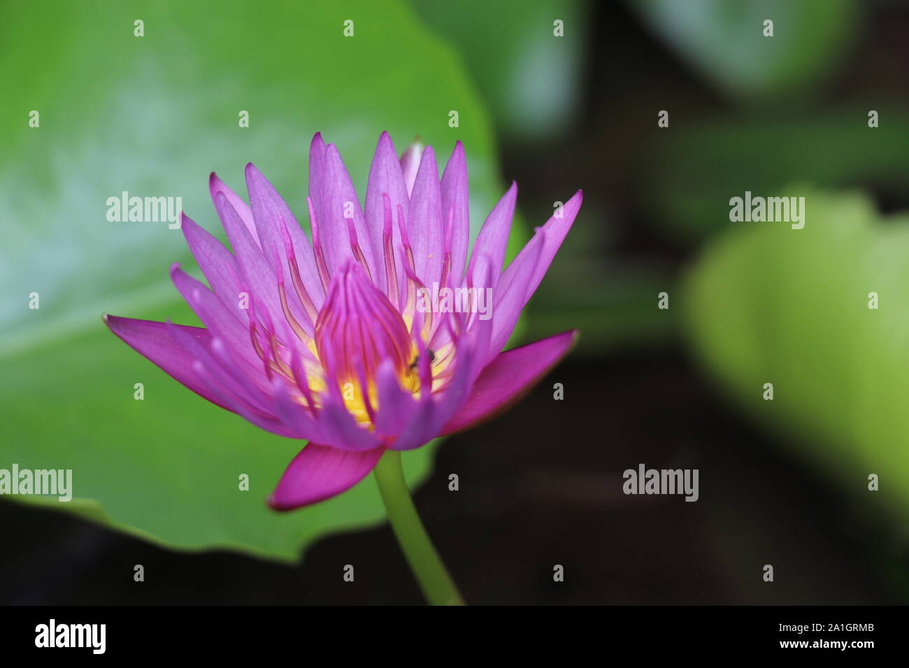 dark pink color beautiful Water Lily flower. Stock Photo