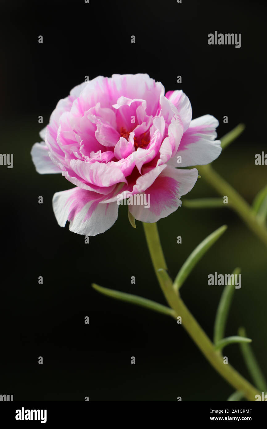 Pink and purple flower. Stock Photo