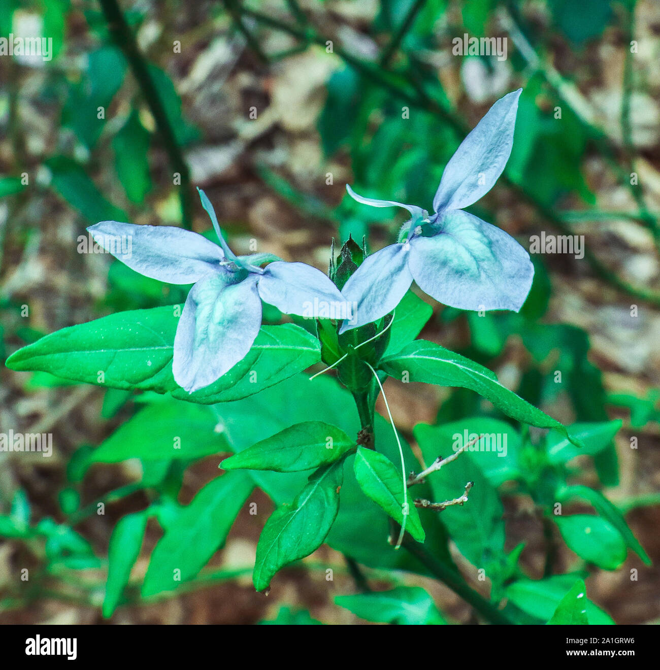 Forest with wildflowers hi-res stock photography and images - Alamy