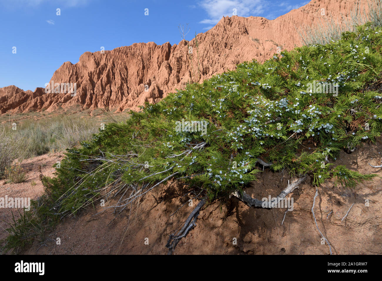 A juniper bush in Kajy Sai Stock Photo