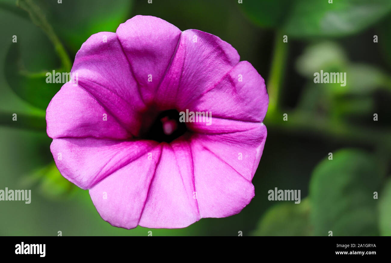Purple flowers found in rain forests. Stock Photo