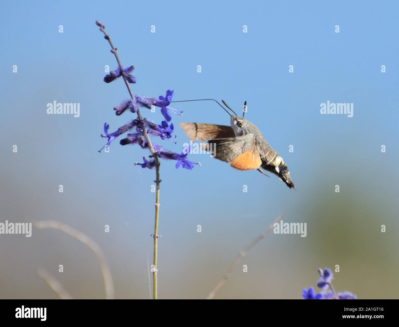 A bee moths in action Stock Photo